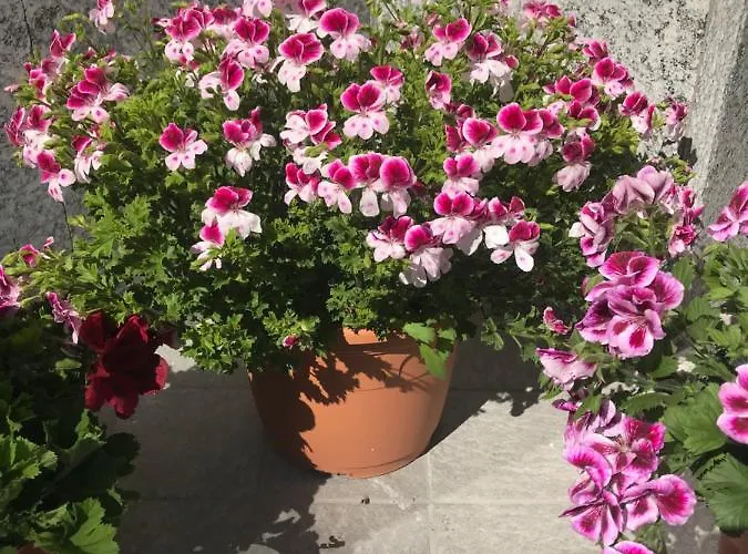 Dely Nocleg ze śniadaniem